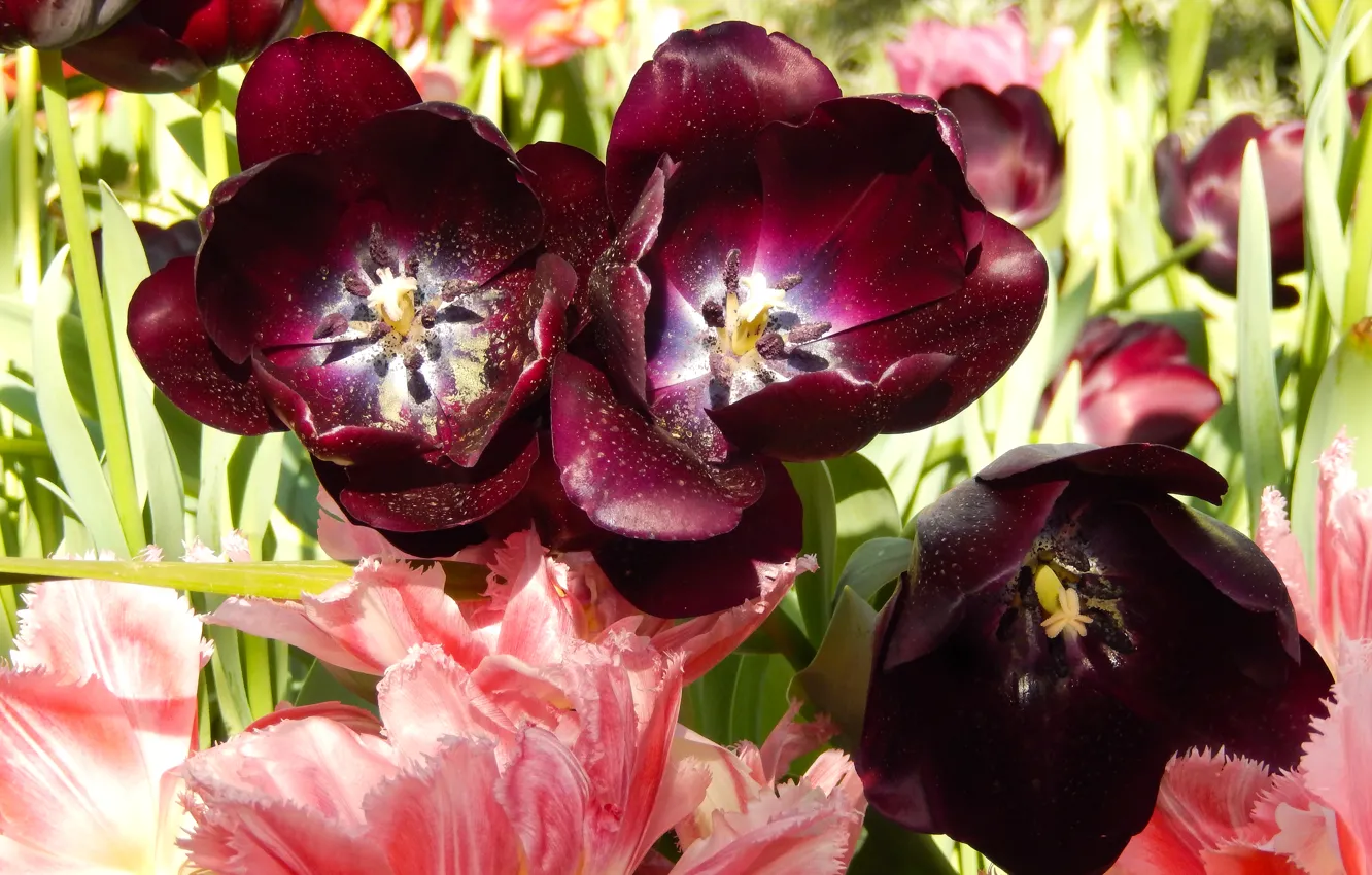 Фото обои трава, цветы, widescreen, обои, весна, тюльпаны, wallpaper, grass