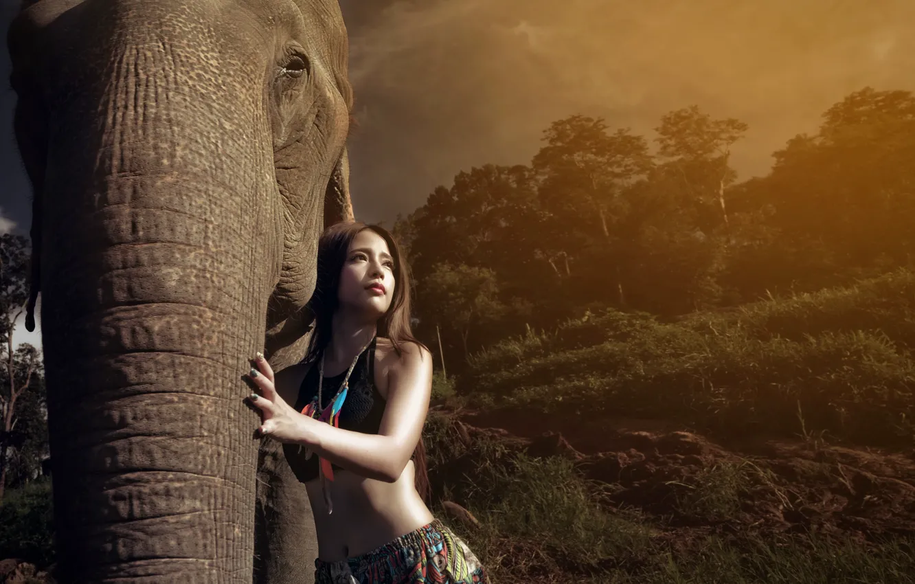 Фото обои девушка, свет, слон
