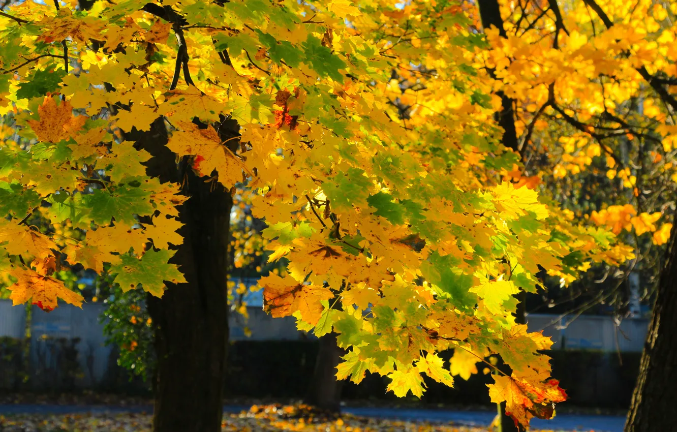 Фото обои autumn, tree, leaf, fall