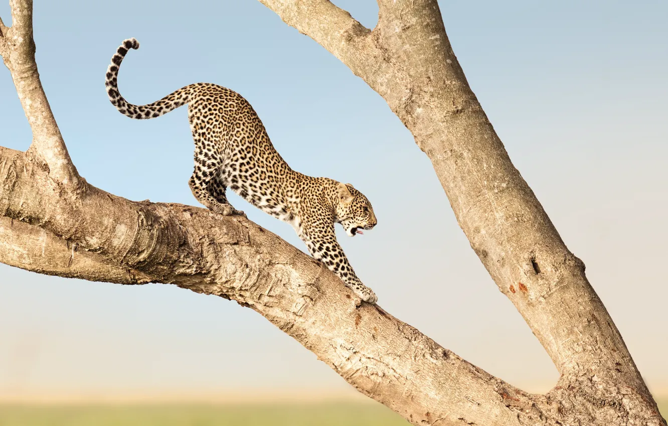Фото обои Leopard, Africa, Kenya, Masai Mara, Musiara Marsh