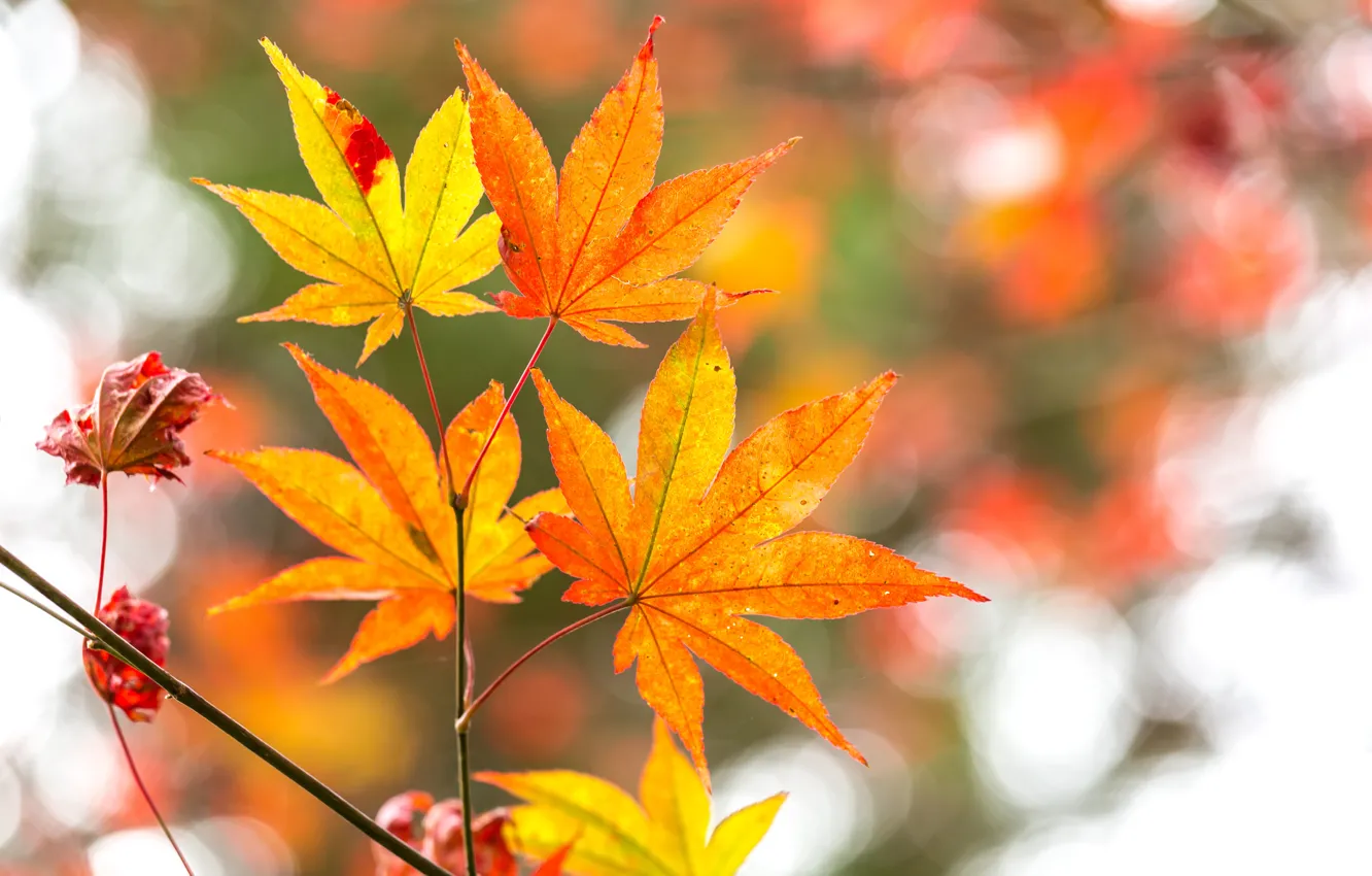 Фото обои осень, листья, дерево, colorful, клен, autumn, leaves, осенние