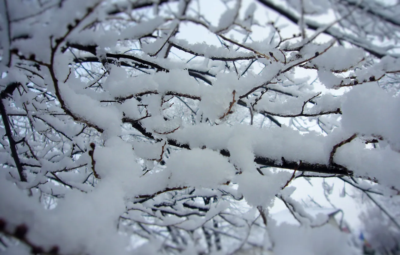 Фото обои Первый снег, декабрь, Молдова