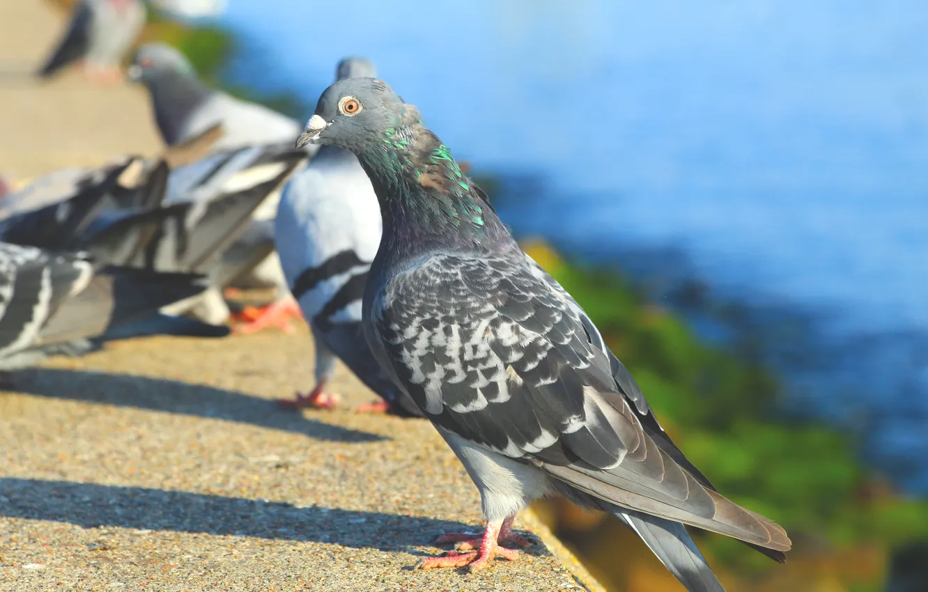 Фото обои bird, birds, pigeon