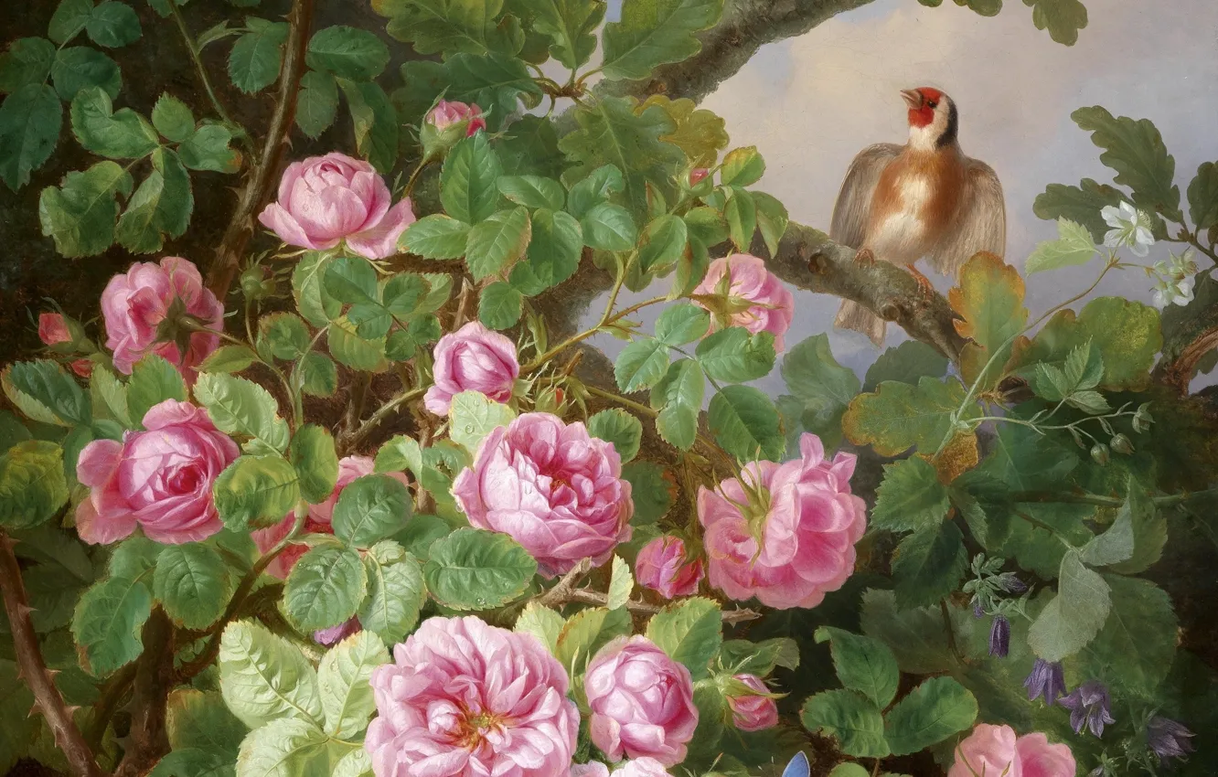 Фото обои цветы, птица, розовые розы, щегол