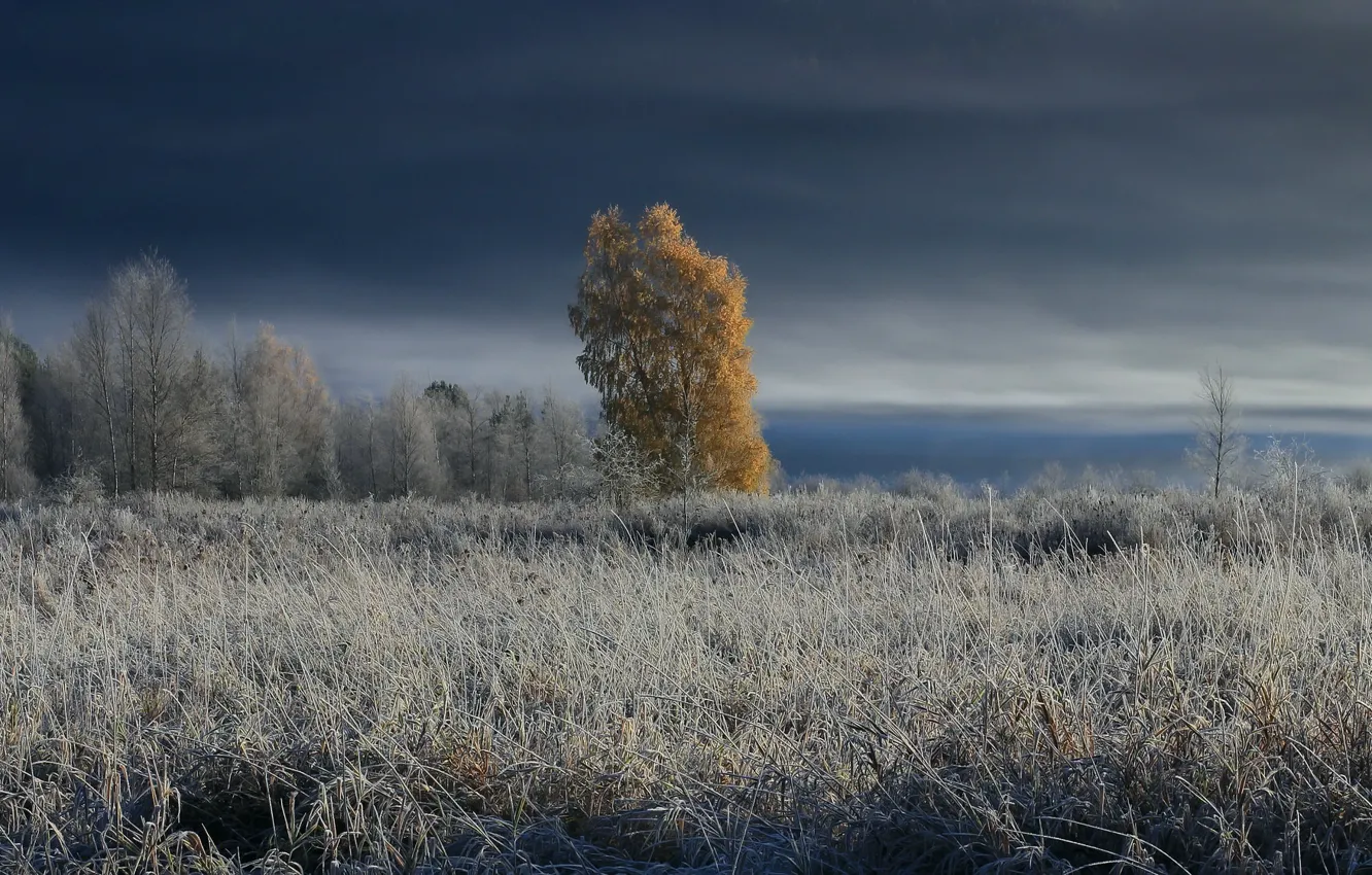 Фото обои зима, поле, туман, дерево
