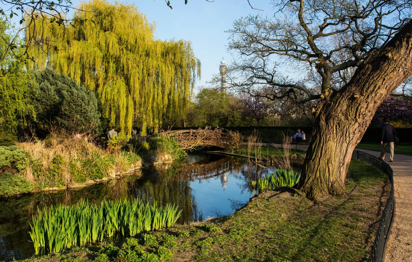 Фото обои трава, деревья, пруд, парк, Англия, Лондон, дорожка, мостик