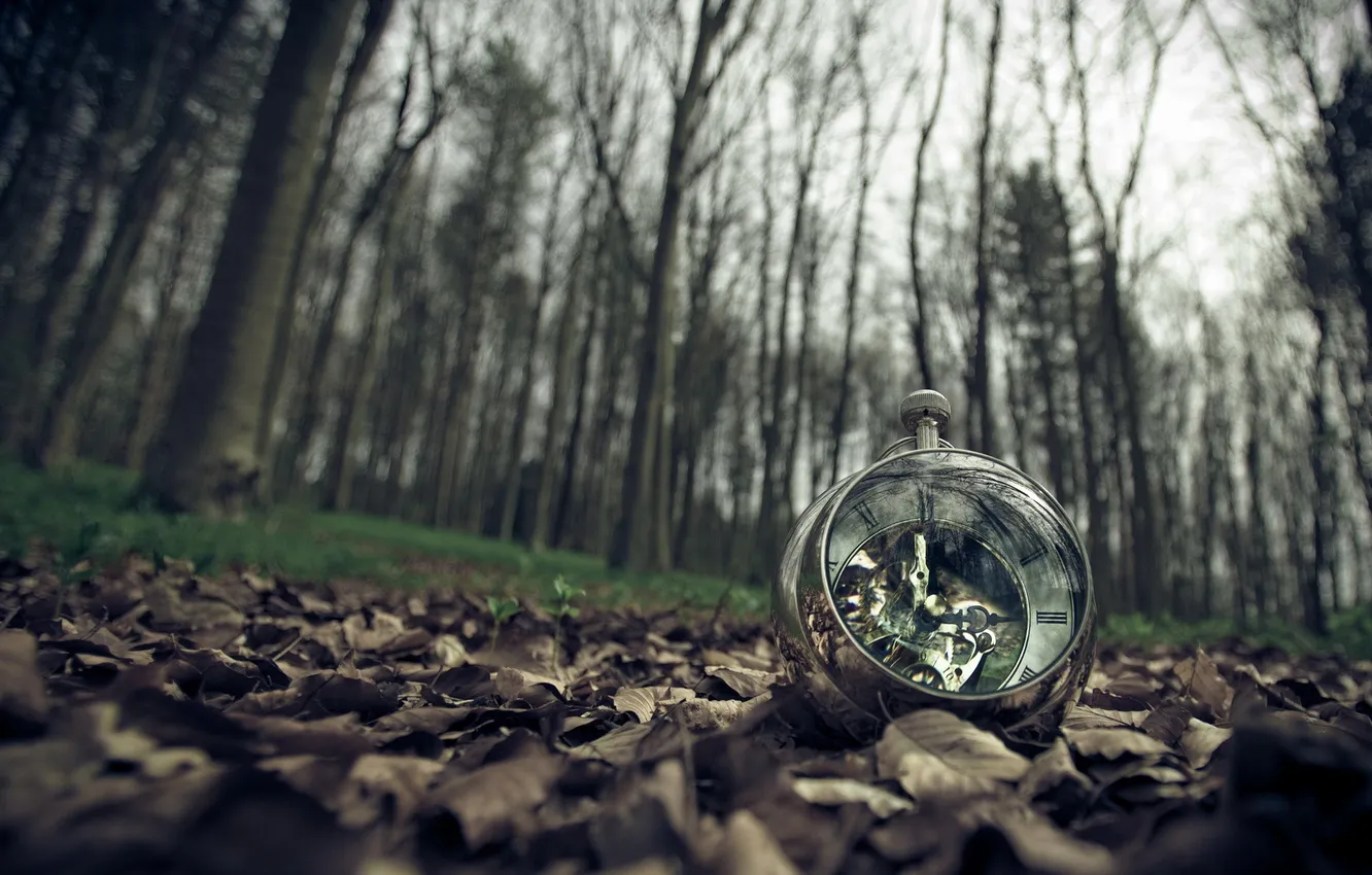 Фото обои листья, природа, часы