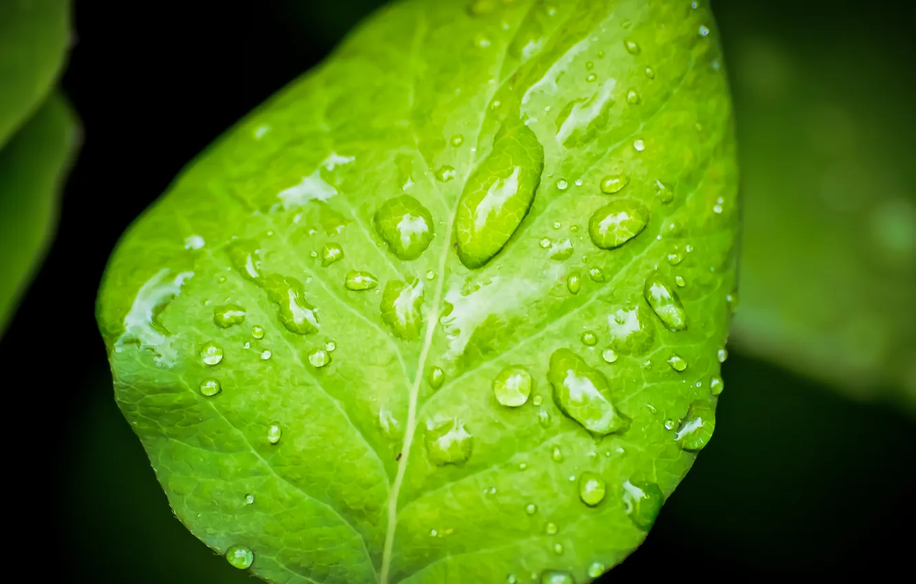 Фото обои вода, капли, макро, зеленый, листок