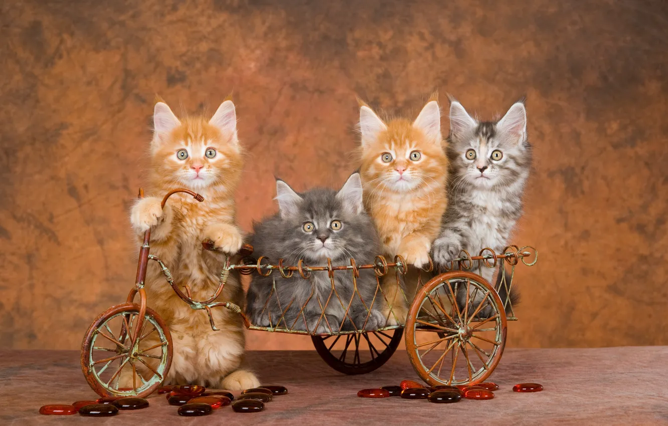Фото обои взгляд, кошки, велосипед, поза, котенок, стена, транспорт, корзина
