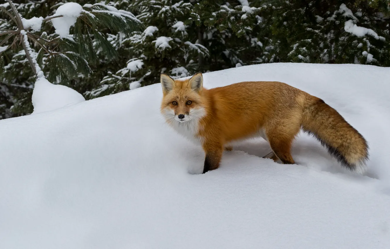 Фото обои зима, снег, лиса, сосны, живая природа, красная лисица