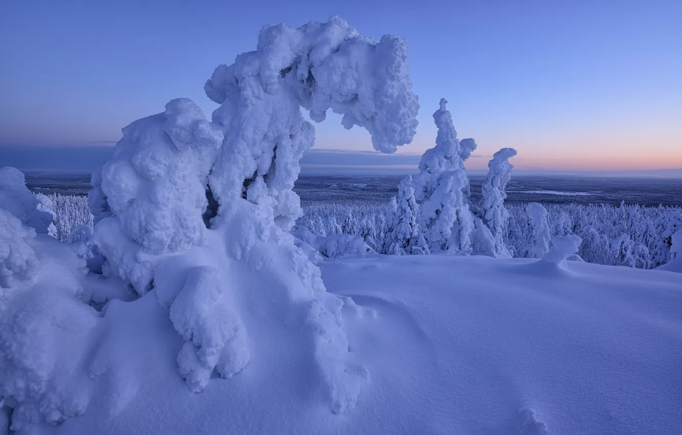 Фото обои зима, снег, деревья, пейзаж, природа, ели, леса, Финляндия