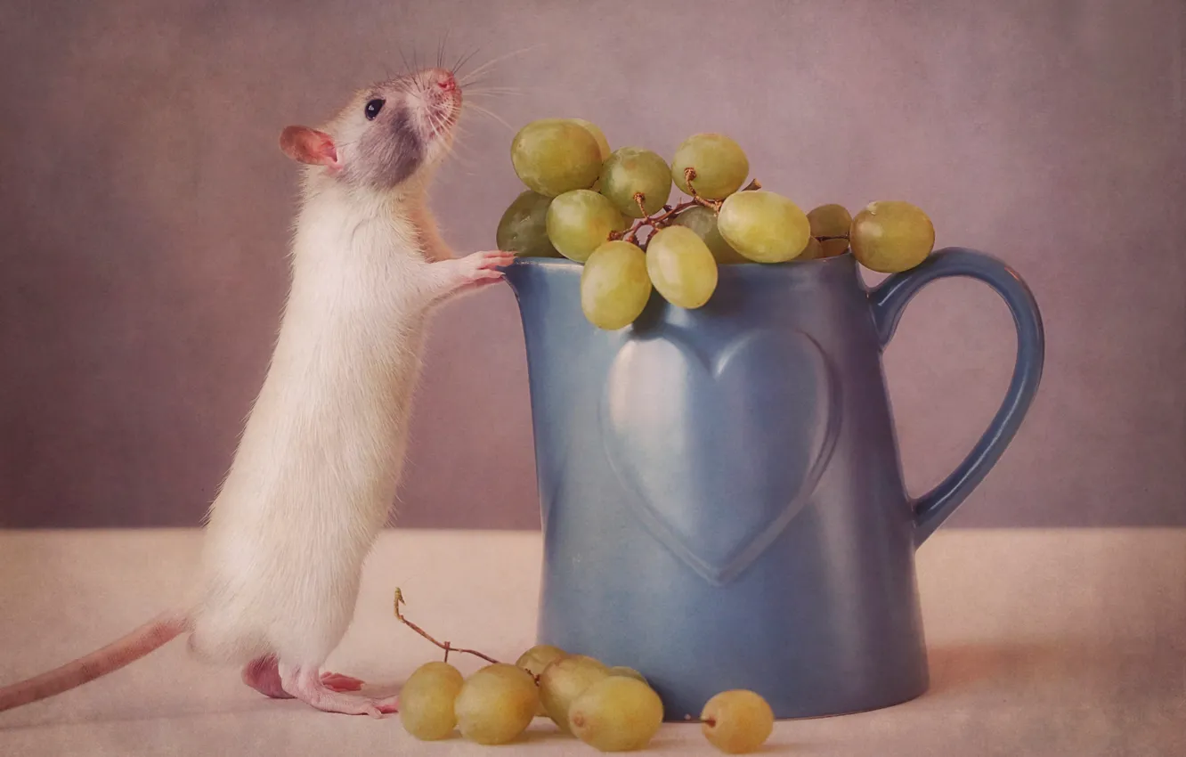 Фото обои мышь, виноград, кружка