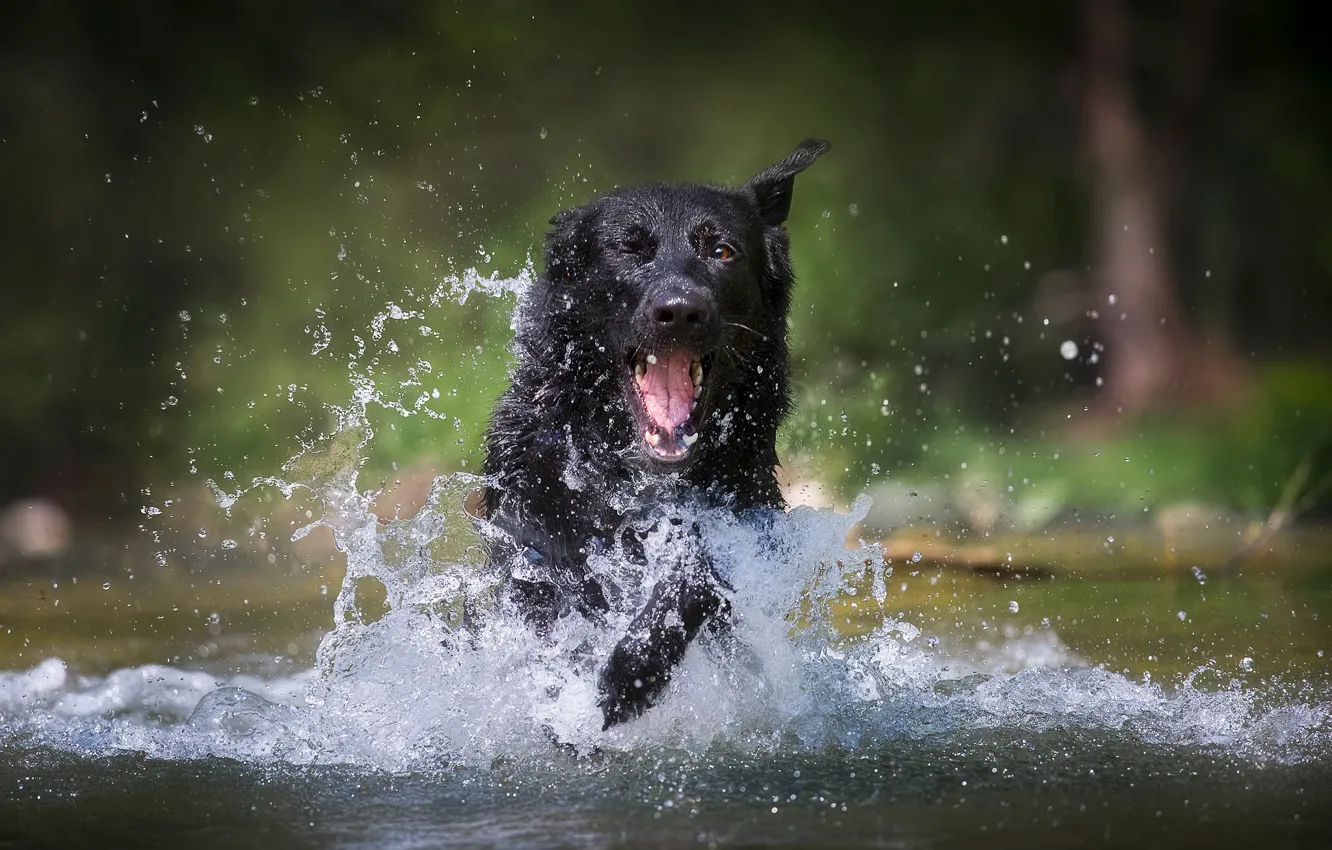 Фото обои вода, радость, брызги, собака, немецкая овчарка