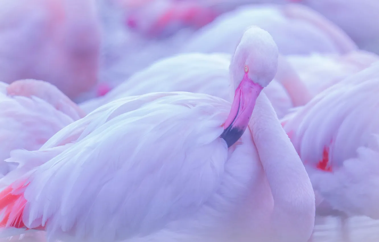 Фото обои поза, птица, фламинго, боке, розовый фламинго
