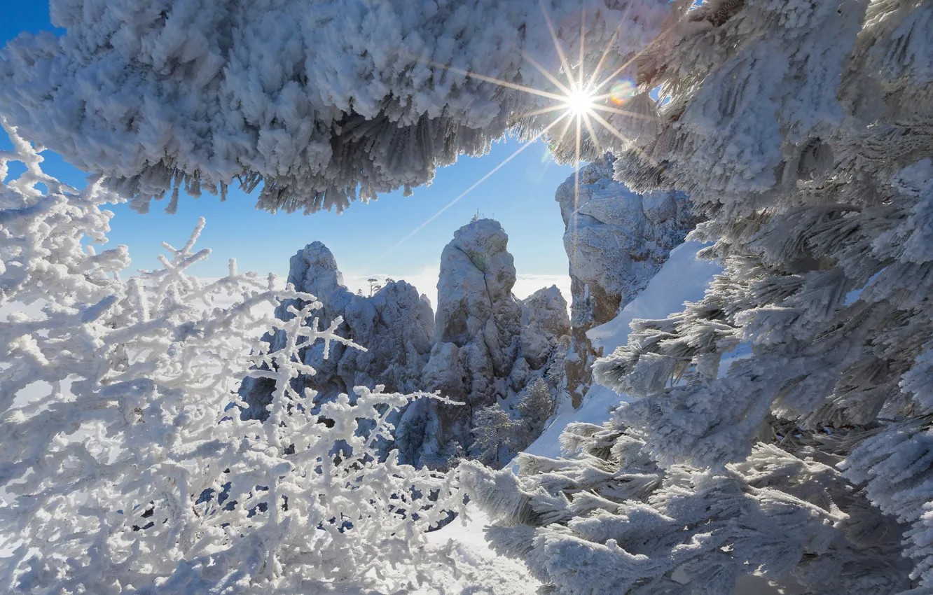 Фото обои зима, солнце, лучи, снег, горы, ветки, природа, Крым