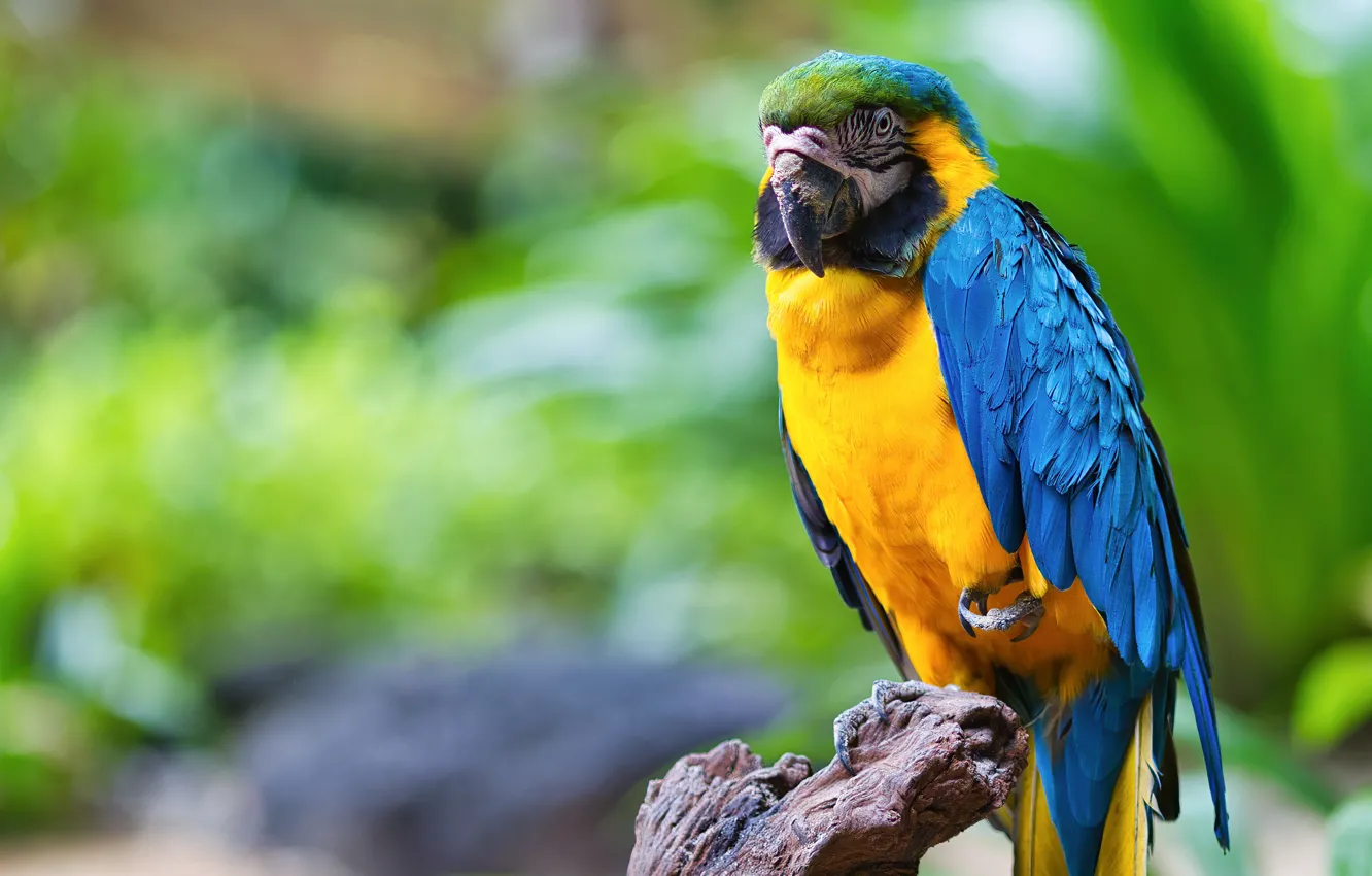 Фото обои фон, птица, попугай, Сине-жёлтый ара