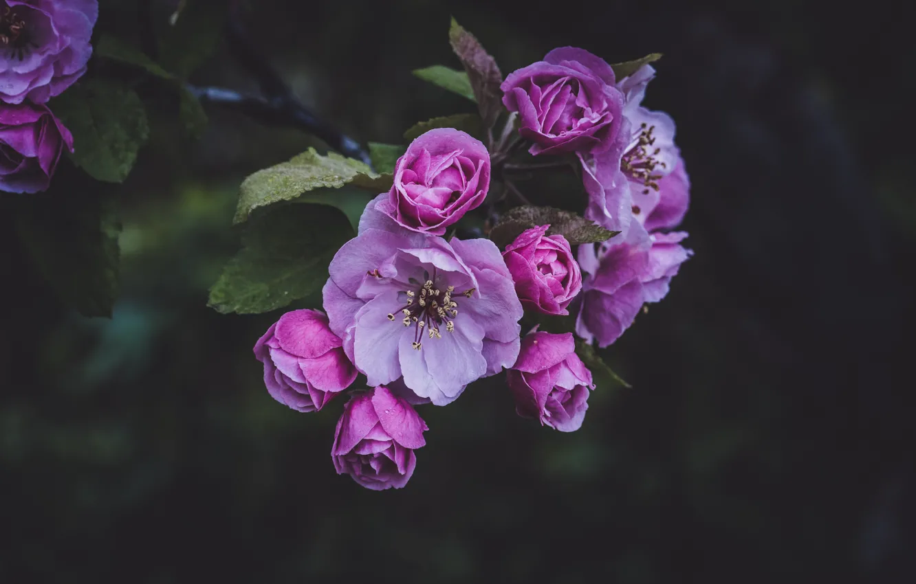 Фото обои цветы, розовый, ветка, весна