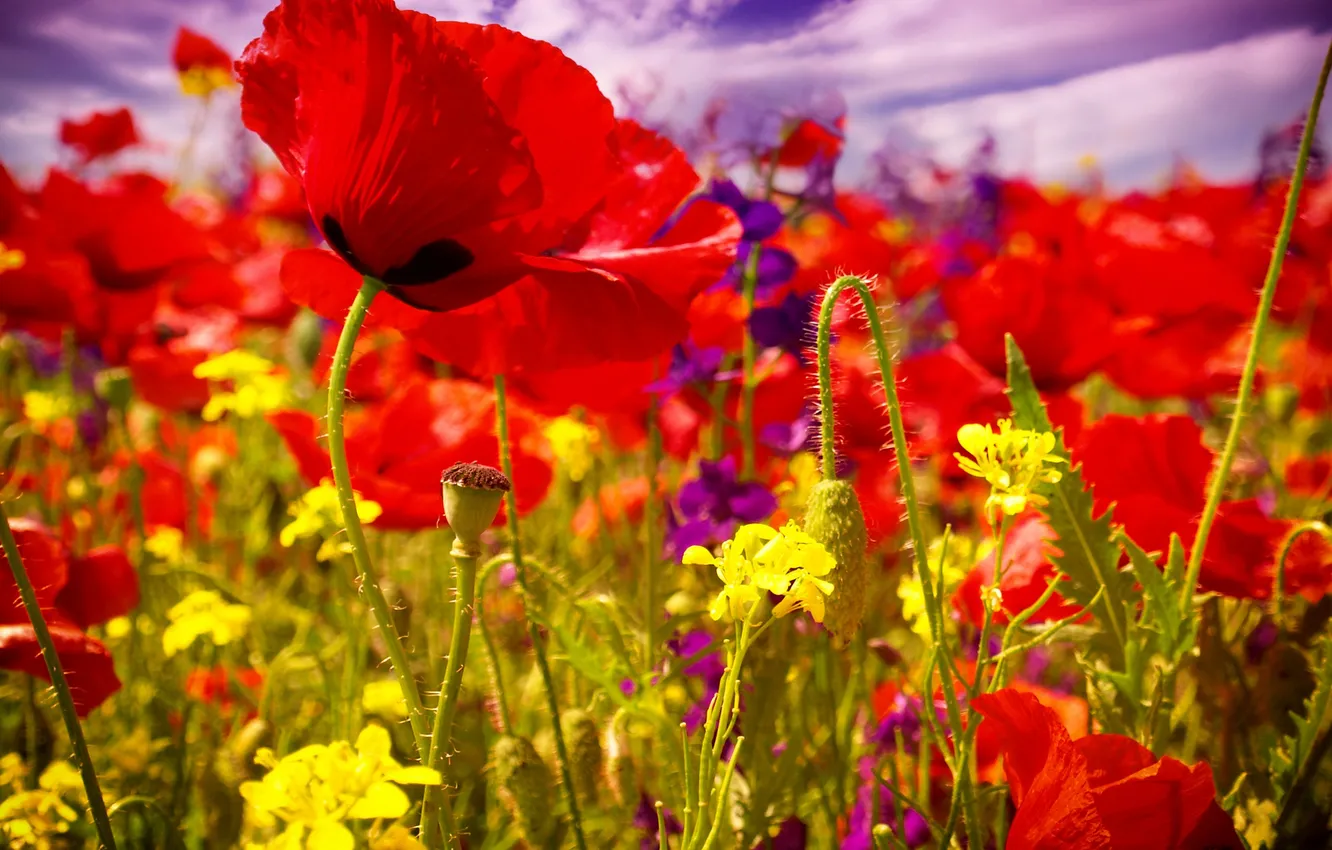 Фото обои лето, цветы, маки, цветение, field, poppy, маковое поле