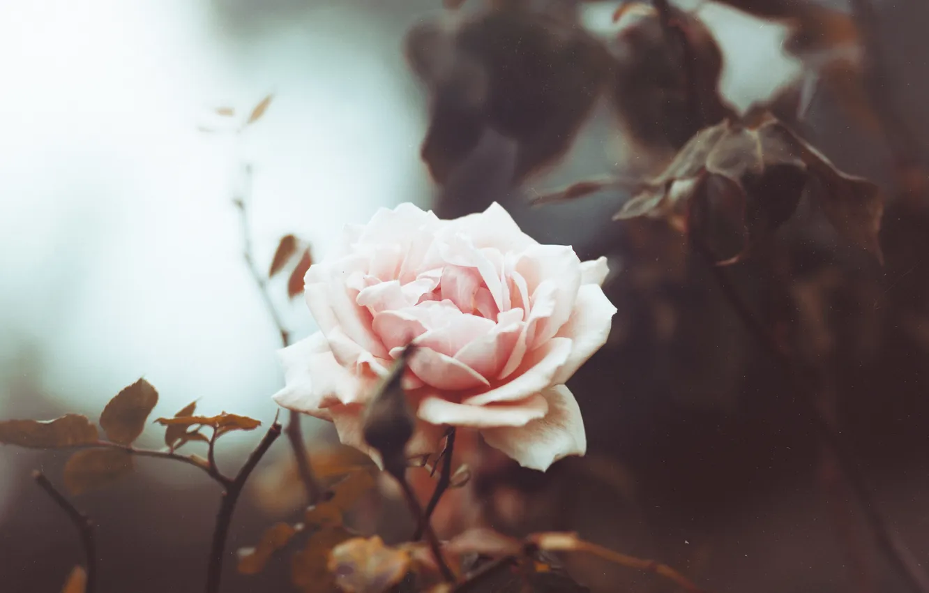 Фото обои цветок, роза, лепестки
