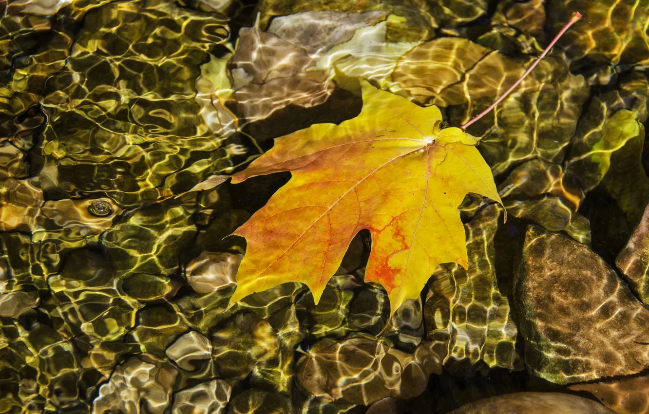 Фото обои вода, лист, отражение, рябь