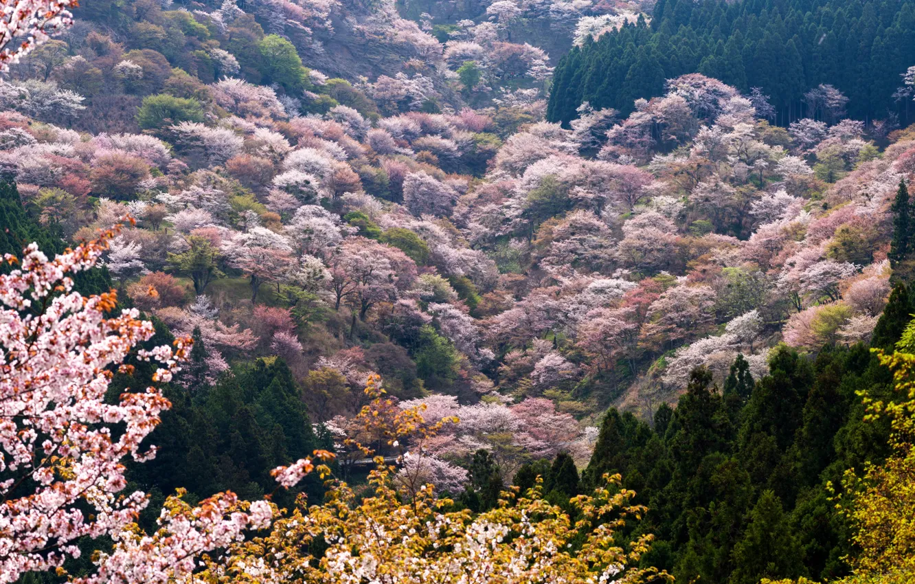Фото обои деревья, горы, весна, долина, цветущие