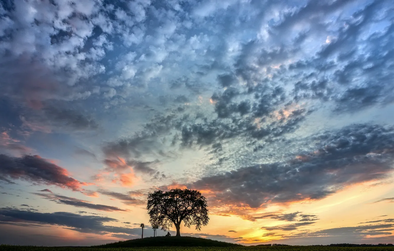 Фото обои закат, люди, дерево
