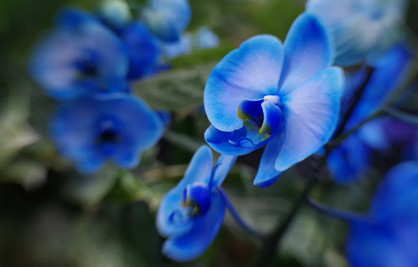 Фото обои макро, размытость, голубые, орхидеи