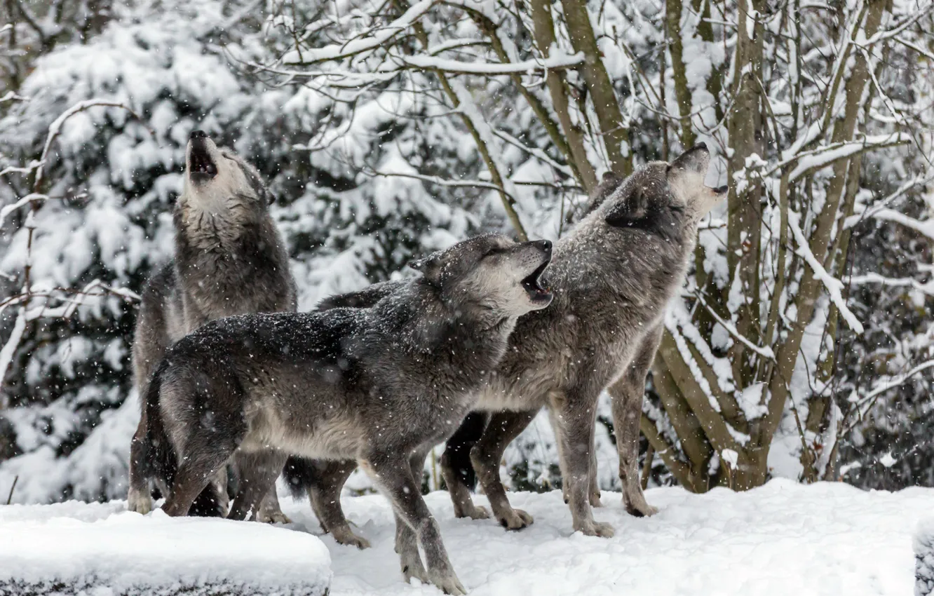 Фото обои зима, природа, волки