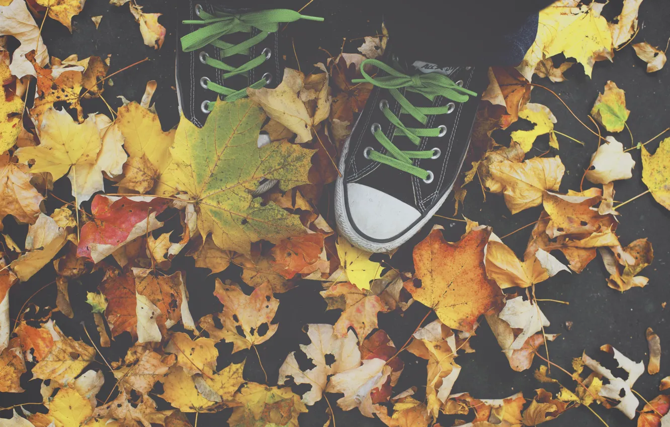 Фото обои All Star, autumn, leaves
