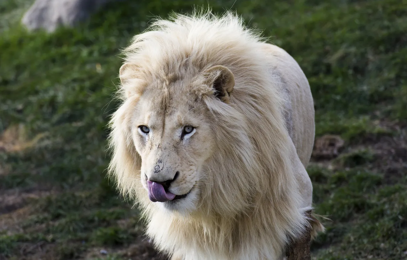 Фото обои язык, морда, портрет, хищник, грива, дикая кошка, белый лев