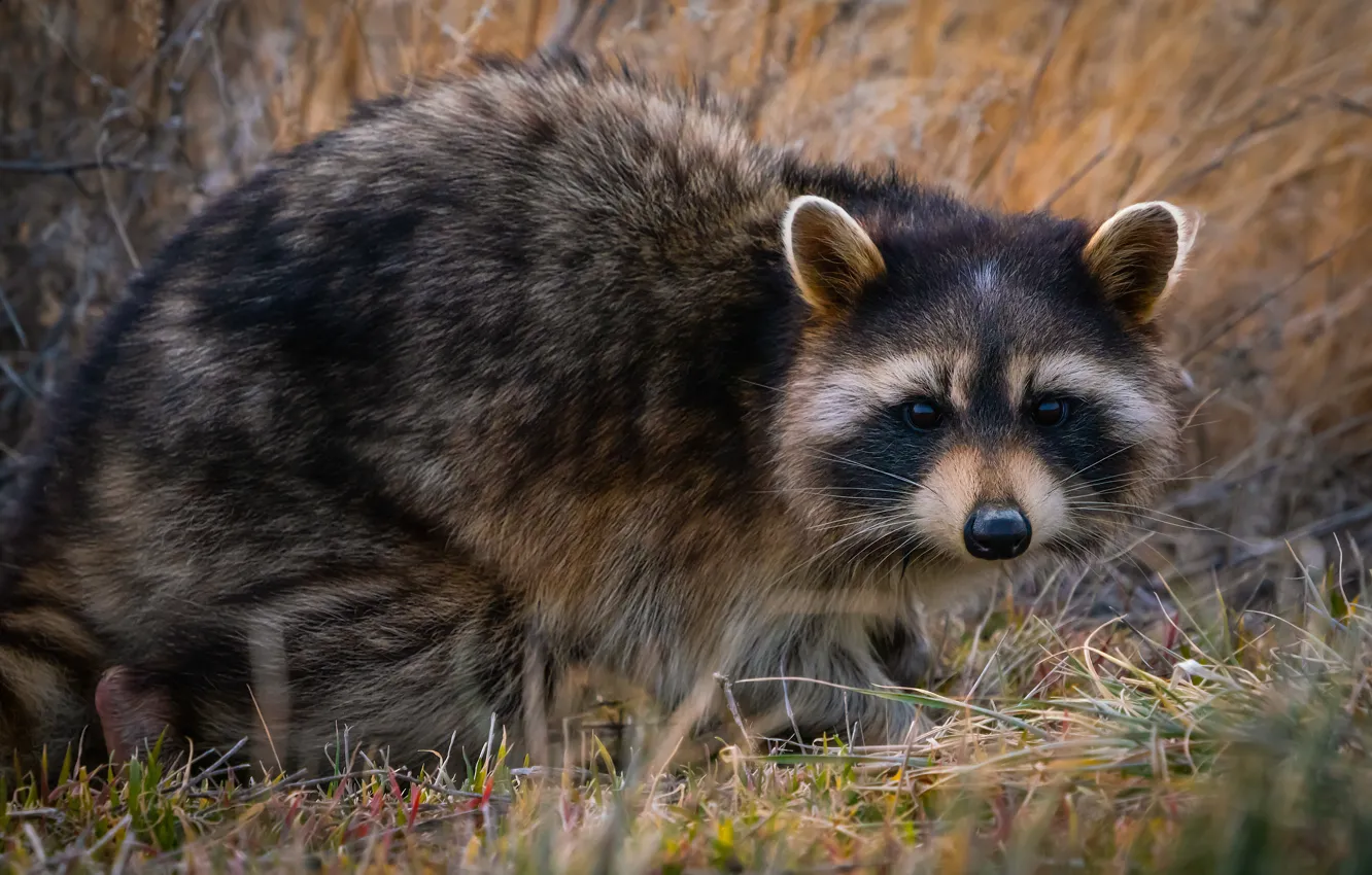 Фото обои взгляд, енот, мордашка