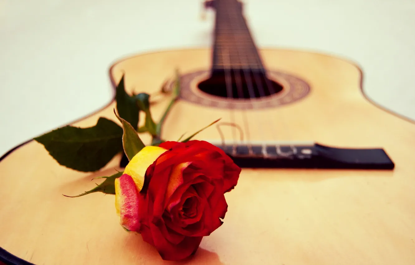 Фото обои музыка, роза, гитара