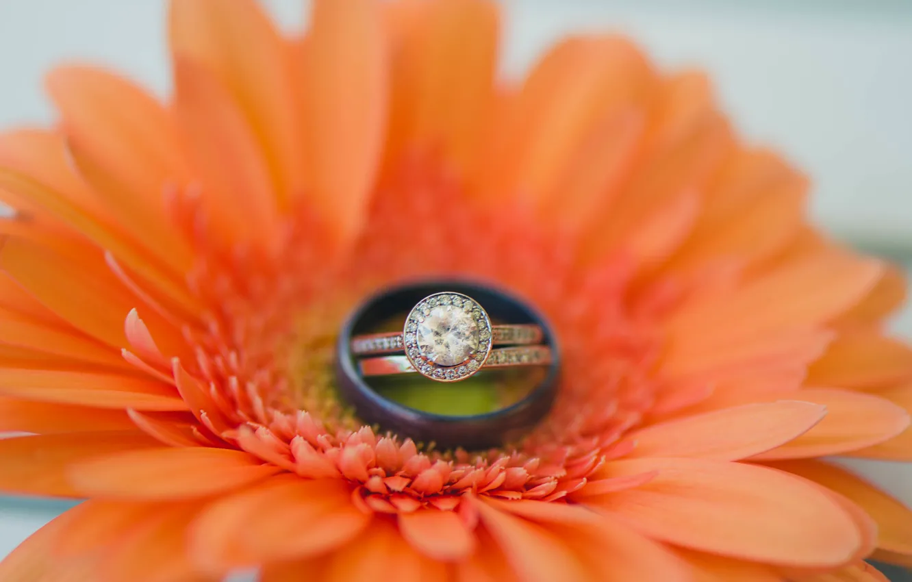 Фото обои цветок, кольцо, гербера, обручальное