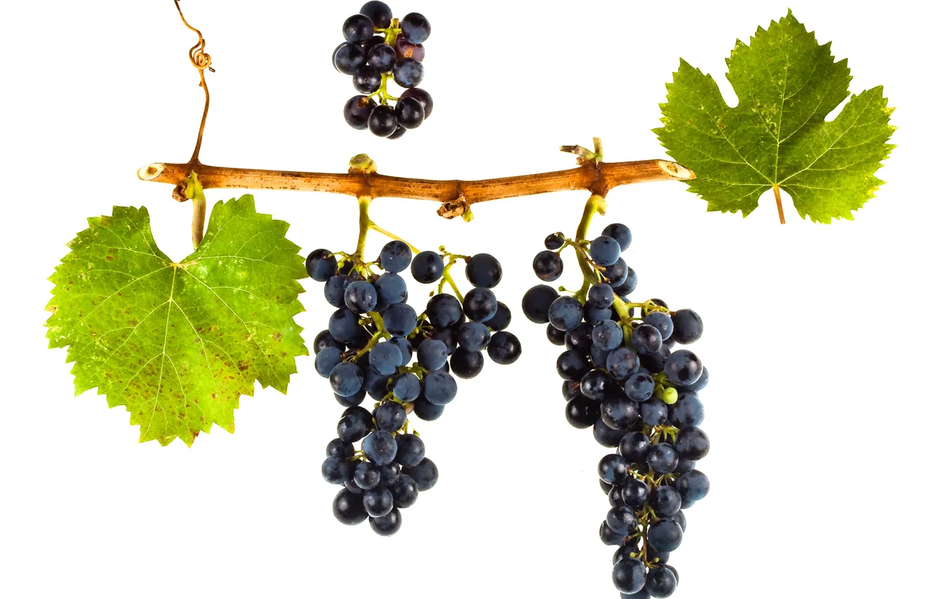 Фото обои wine, leaves, grapes, red wine, vitis vinifera, Malbec