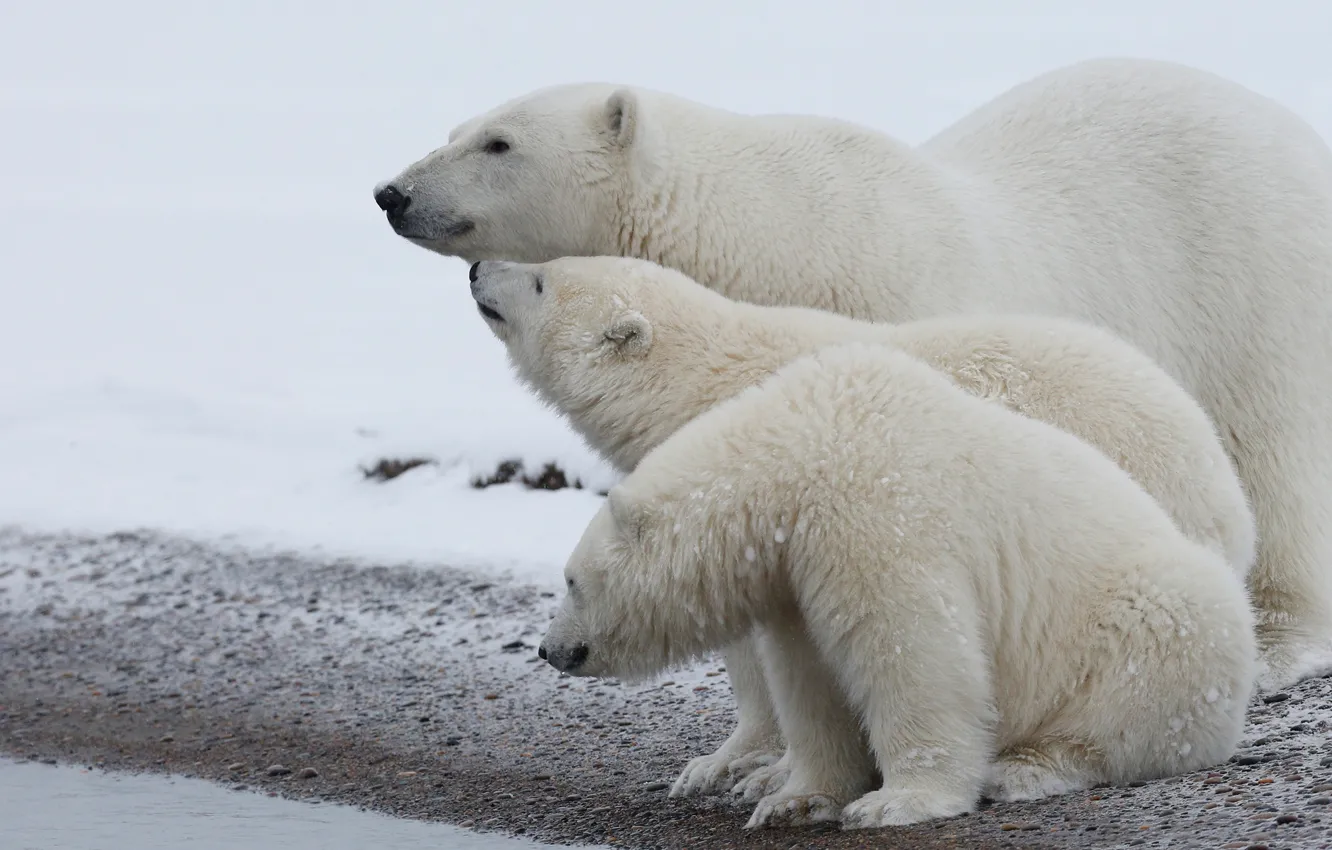 Фото обои зима, животные, белый, снег, природа, берег, медведь, семья