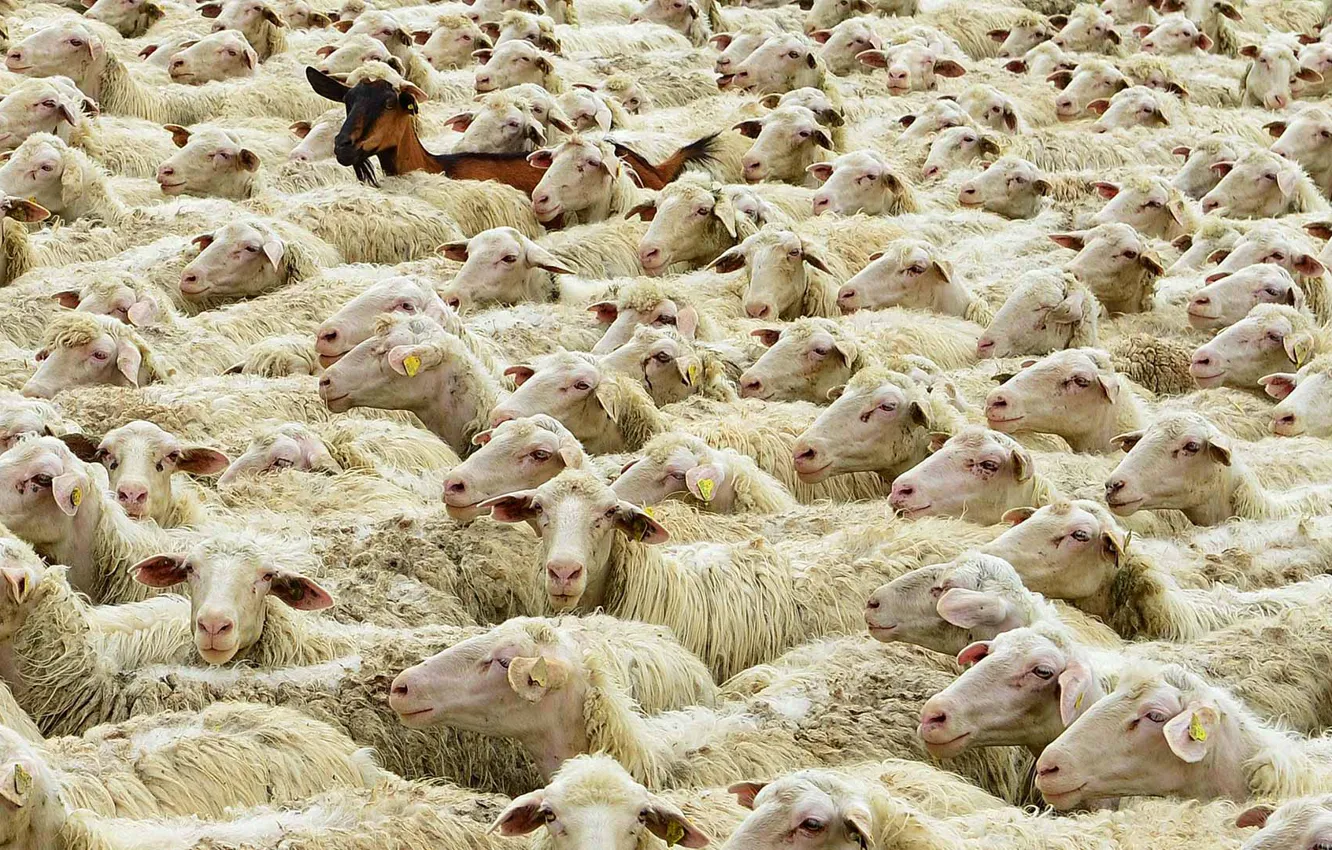 Фото обои овцы, Германия, Бавария, коза, отара, Майн-Шпессарт