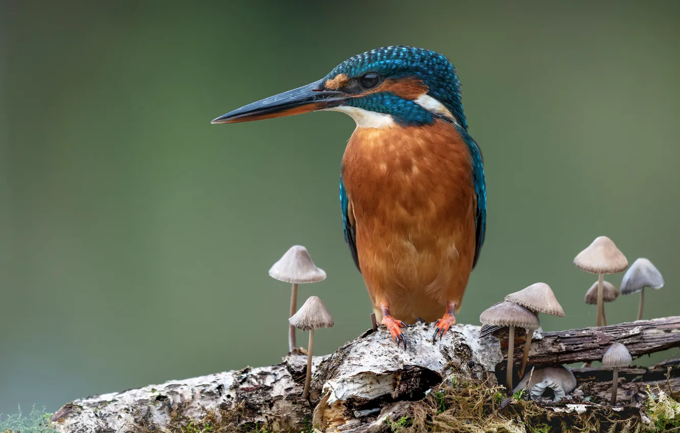 Фото обои фон, птица, грибы, ветка, зимородок, поганки