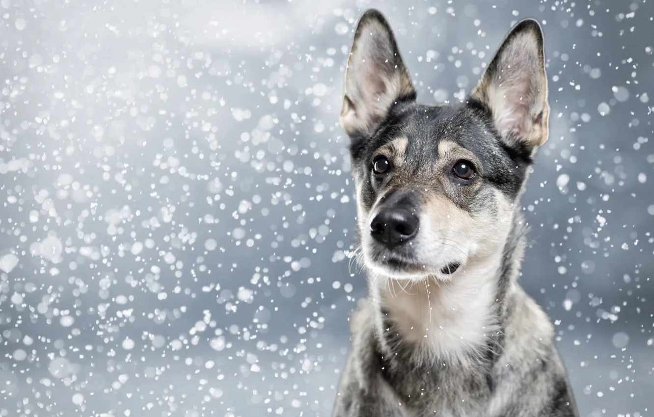 Фото обои морда, снег, портрет, собака, уши