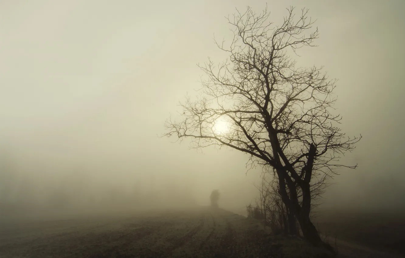 Фото обои пейзаж, ночь, туман, дерево
