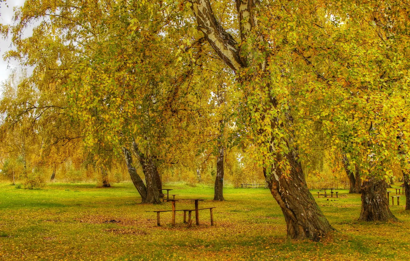 Фото обои осень, листья, природа