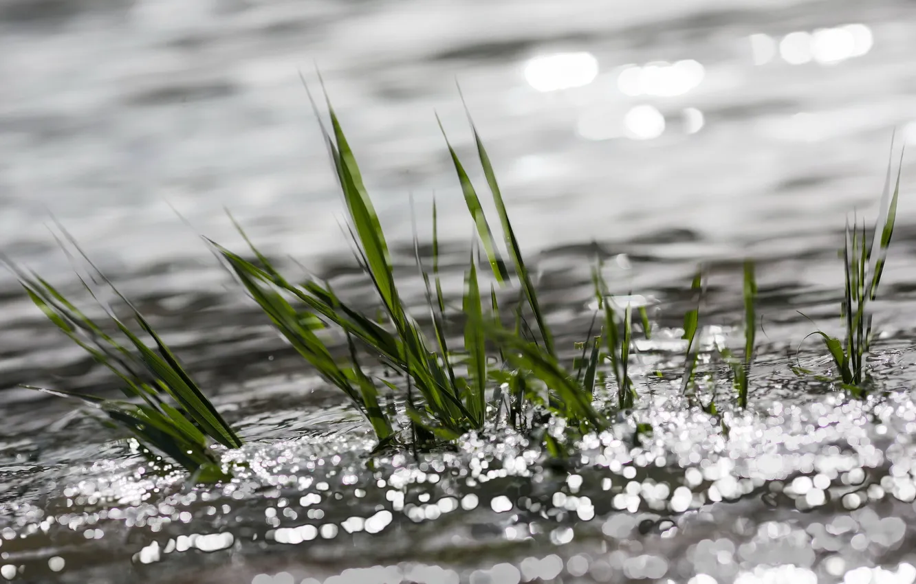 Фото обои трава, вода, макро