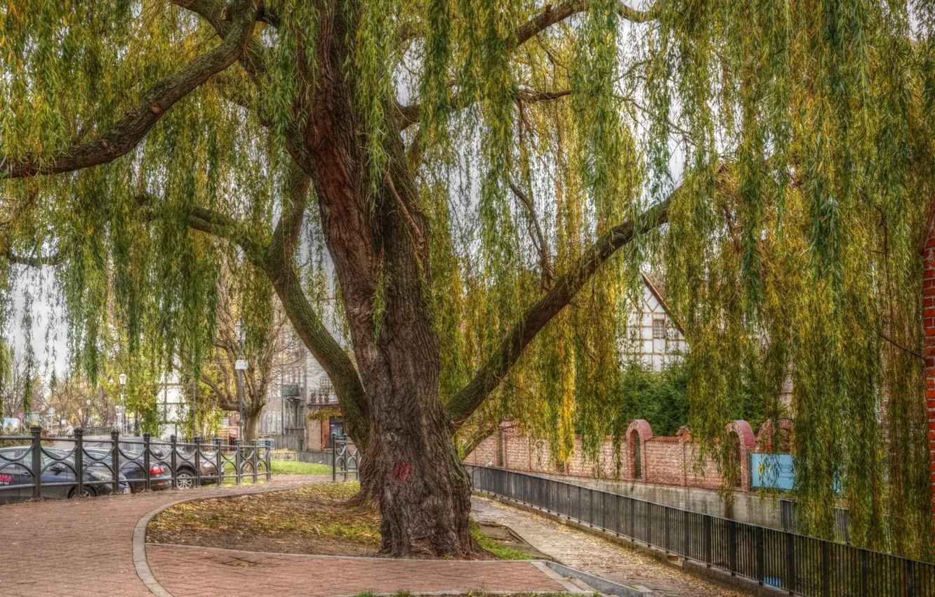 Фото обои city, tree, street, building
