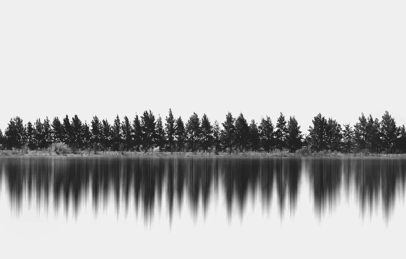 Фото обои деревья, отражение, горизонт