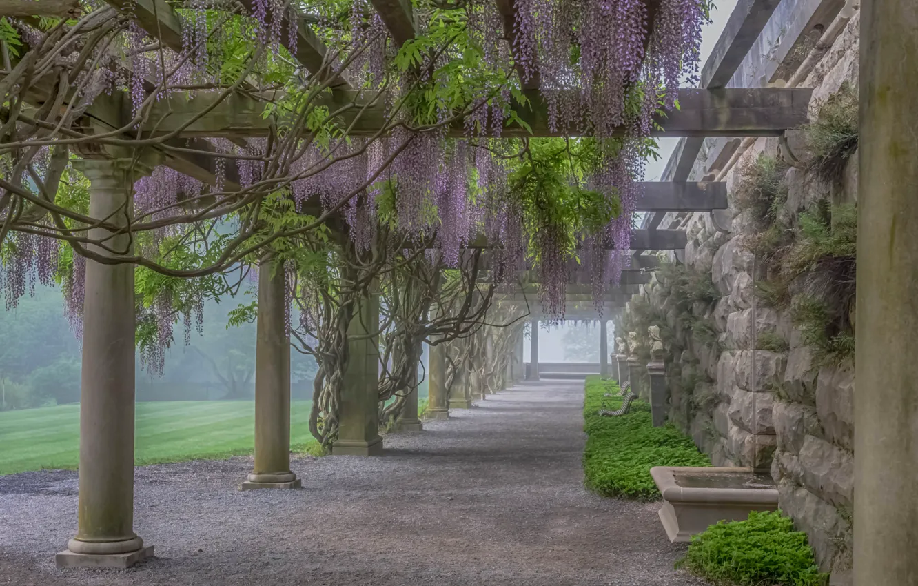 Фото обои цветы, туман, растение, галерея, колонна, глициния