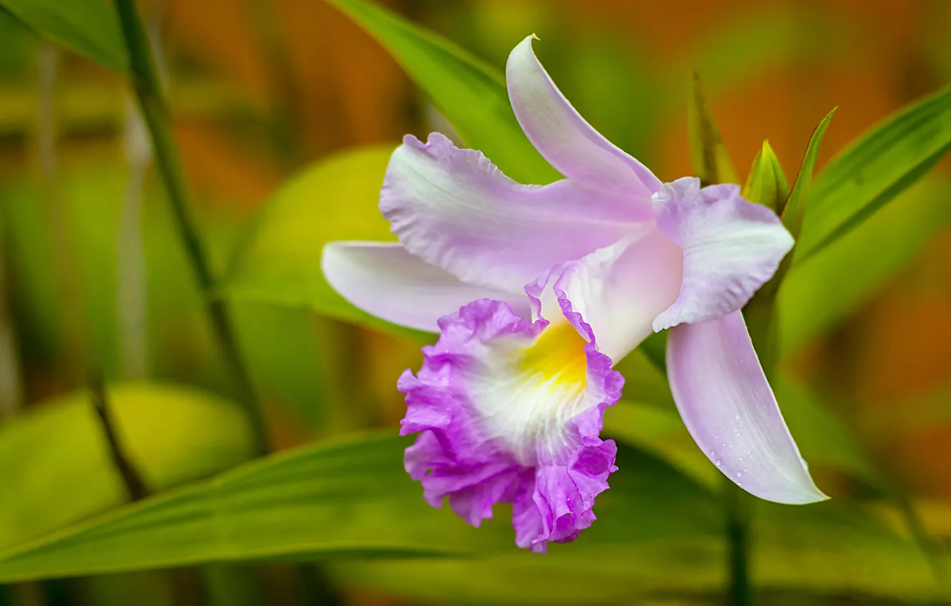 Фото обои макро, лепестки, орхидея, Каттлея