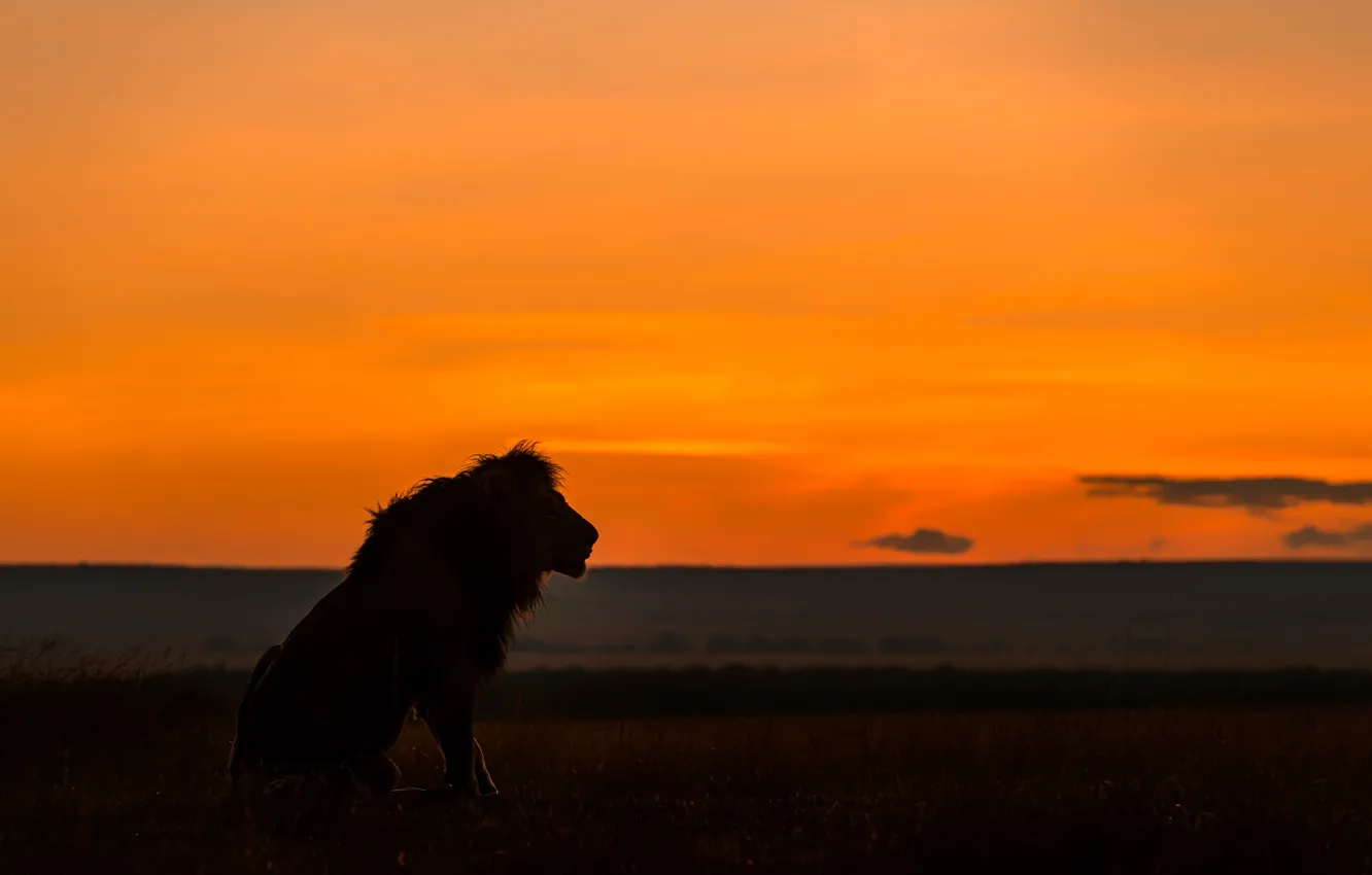Фото обои лев, силуэт, саванна, lion, savannah, silhouette, Jie Fischer