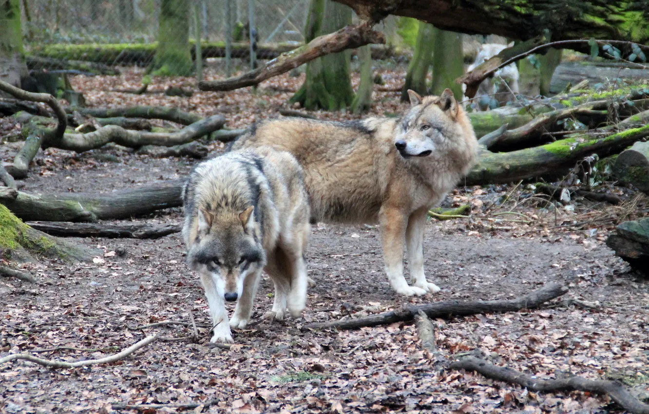 Фото обои nature, snow, predator, face, animal, wolf, wolves, wildlife
