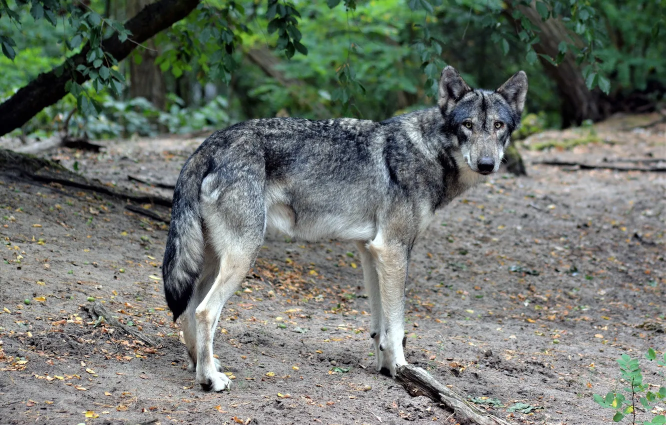 Фото обои fantasy, nature, art, snow, predator, face, animal, wolf
