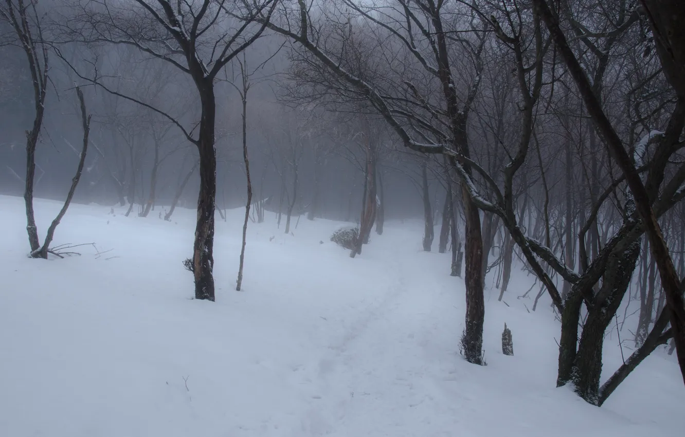 Фото обои зима, лес, снег, деревья, природа, Япония, Киото, тропинка