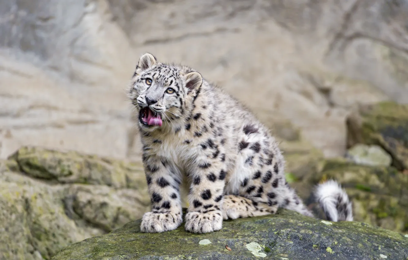 Фото обои язык, кошка, взгляд, камень, ирбис, снежный барс, ©Tambako The Jaguar